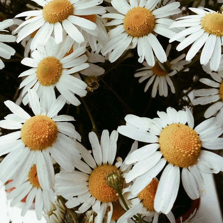daisy