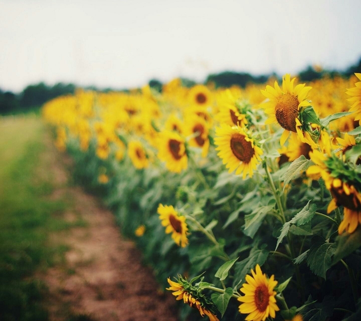 Sunflower 