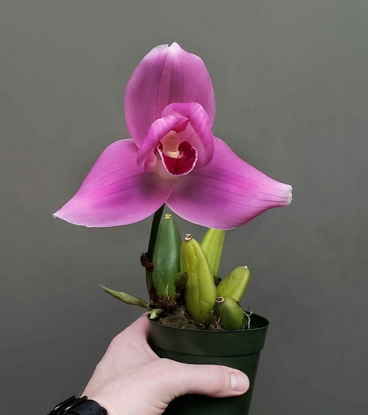 ♥