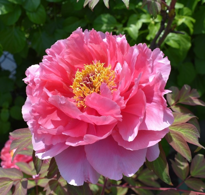 Pretty Pink Peony