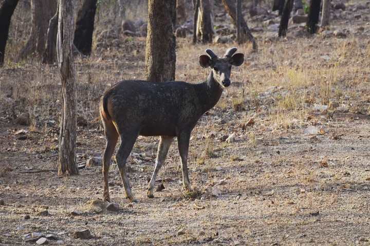 Sambar Deer kS