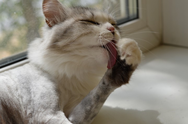 cat