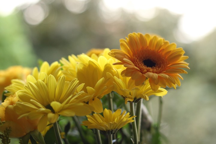 Yellow Flowers
