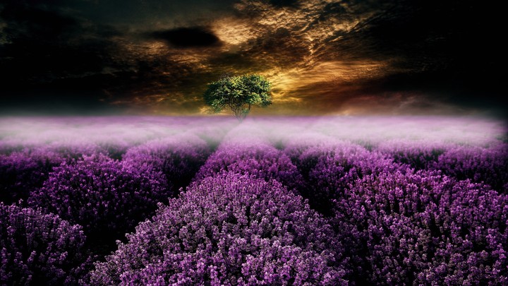lavander