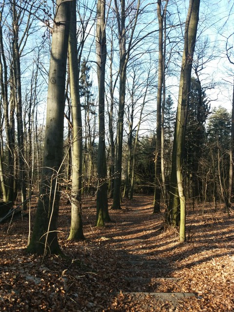 trees