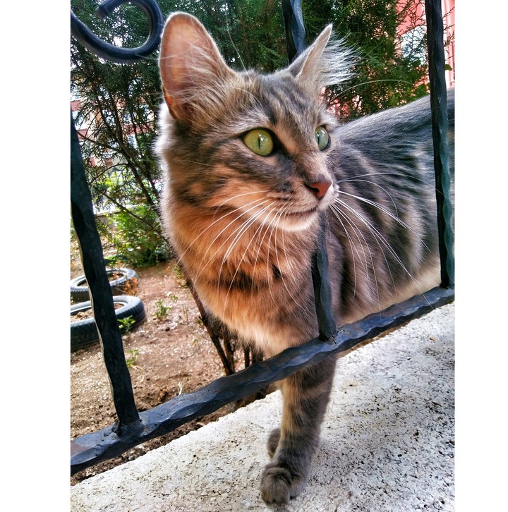 cat
