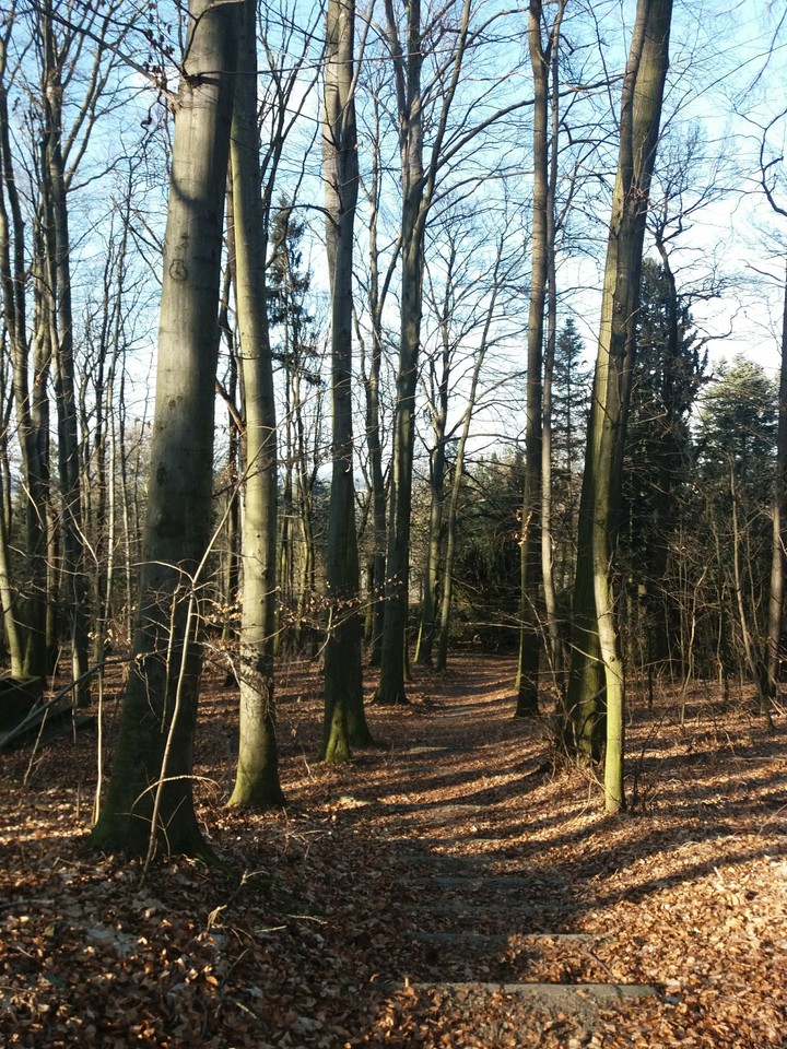 trees