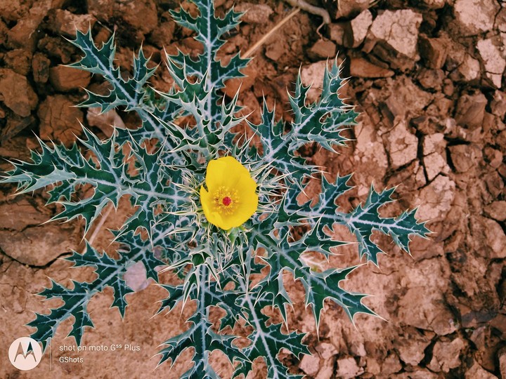 Spiny but Beautiful