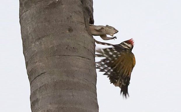 chipmunk&woodpecker