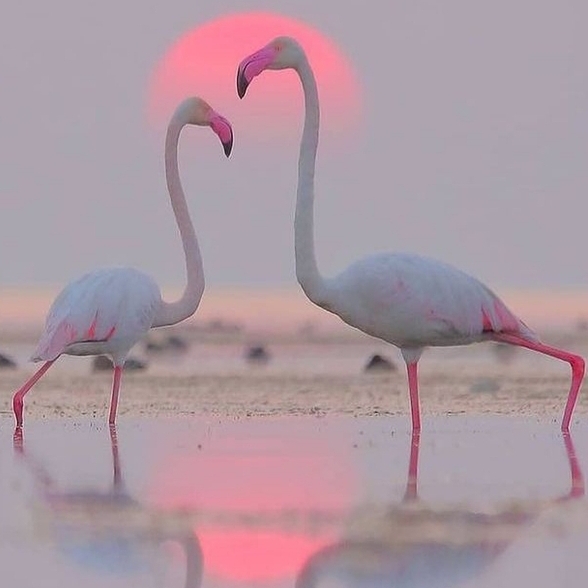 Flamencos