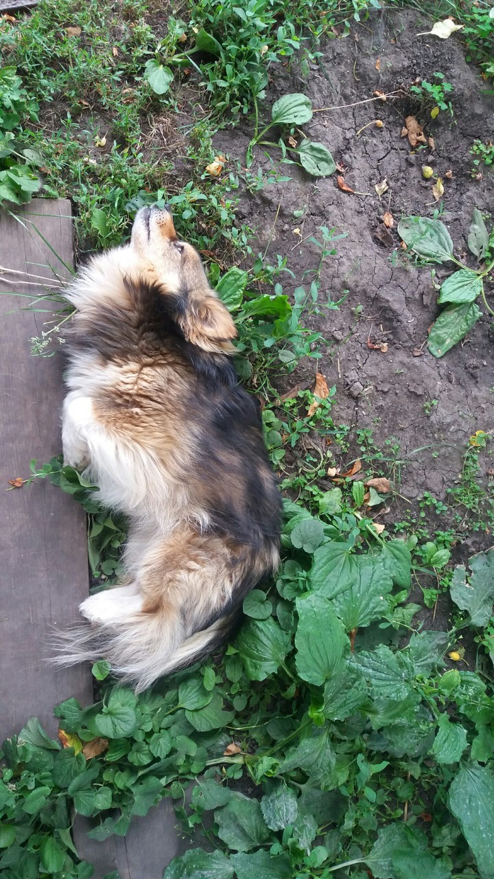собака