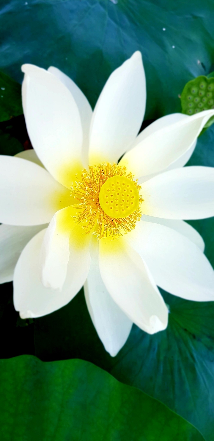 연꽃