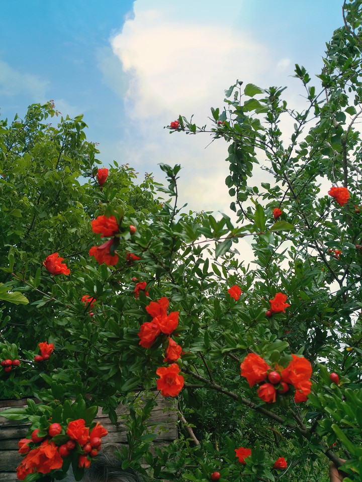 flowers and sky
