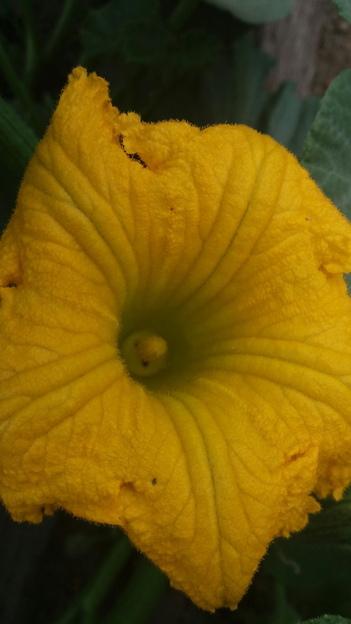 pumpkin flower