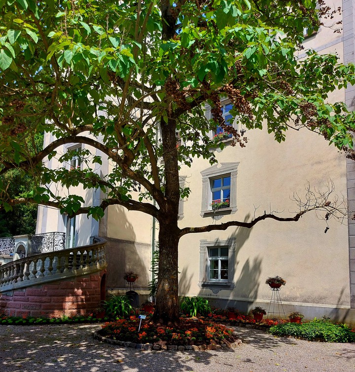 Baumsicht am Schloss