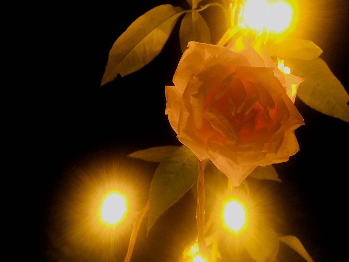 rose