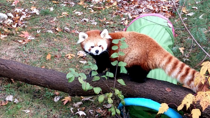Red Panda