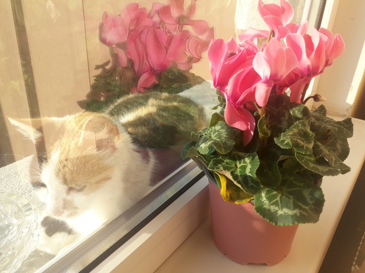 cat with flower or opposite