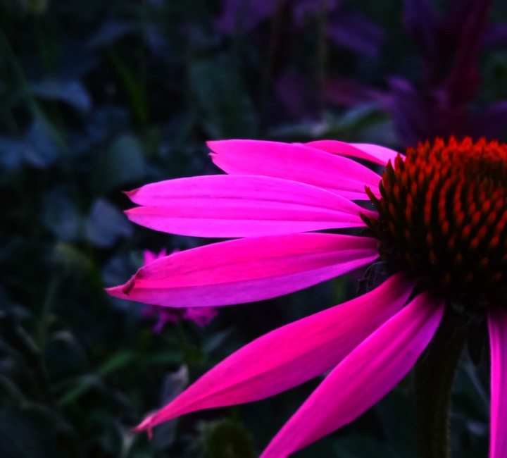 Beauty in the dark