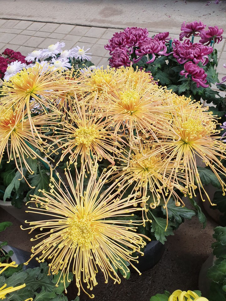 菊花