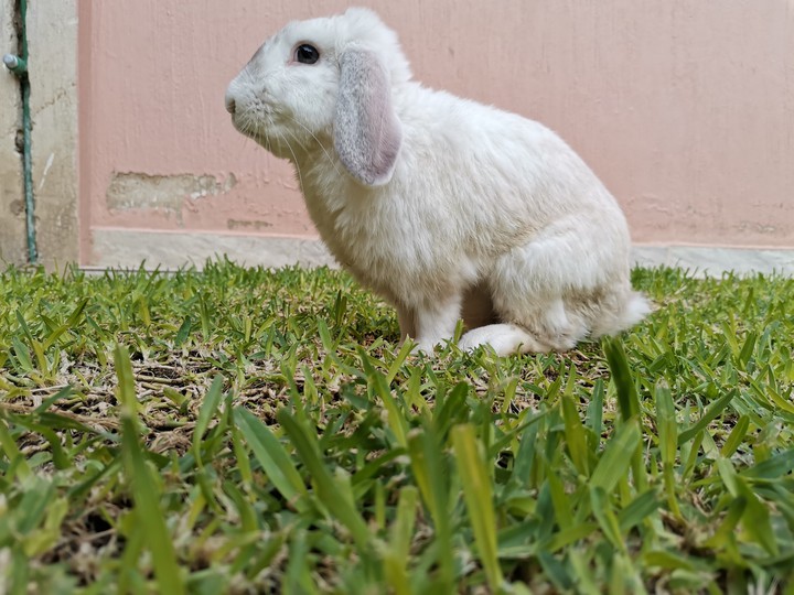 Luka