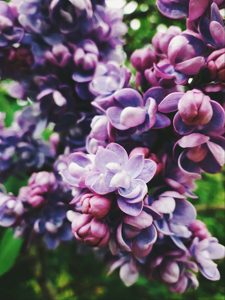 purple