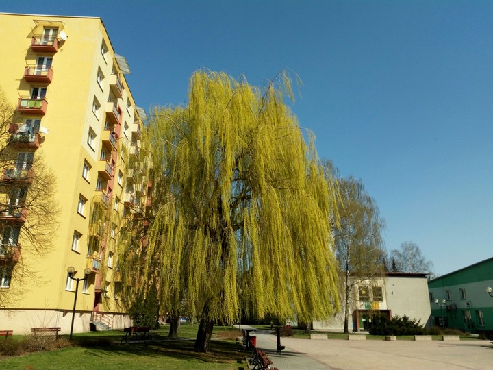 Willow
