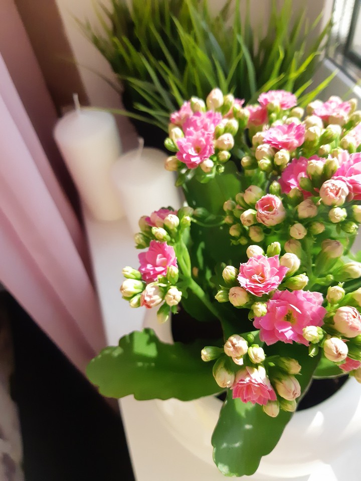 la vie en rose