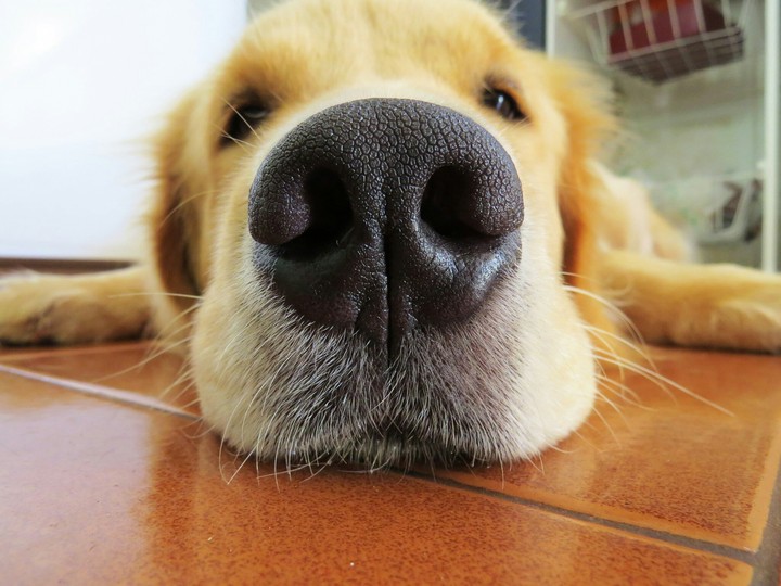 Dog