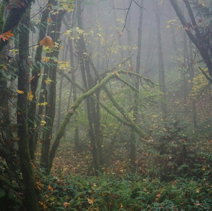mossy and foggy