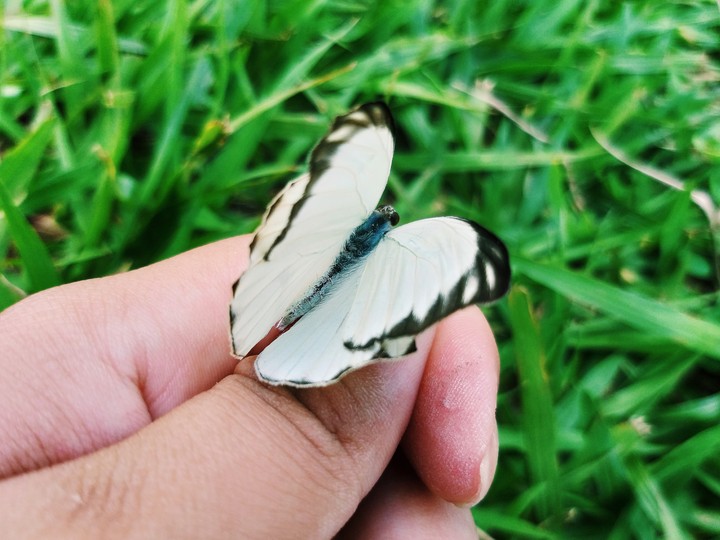 borboleta