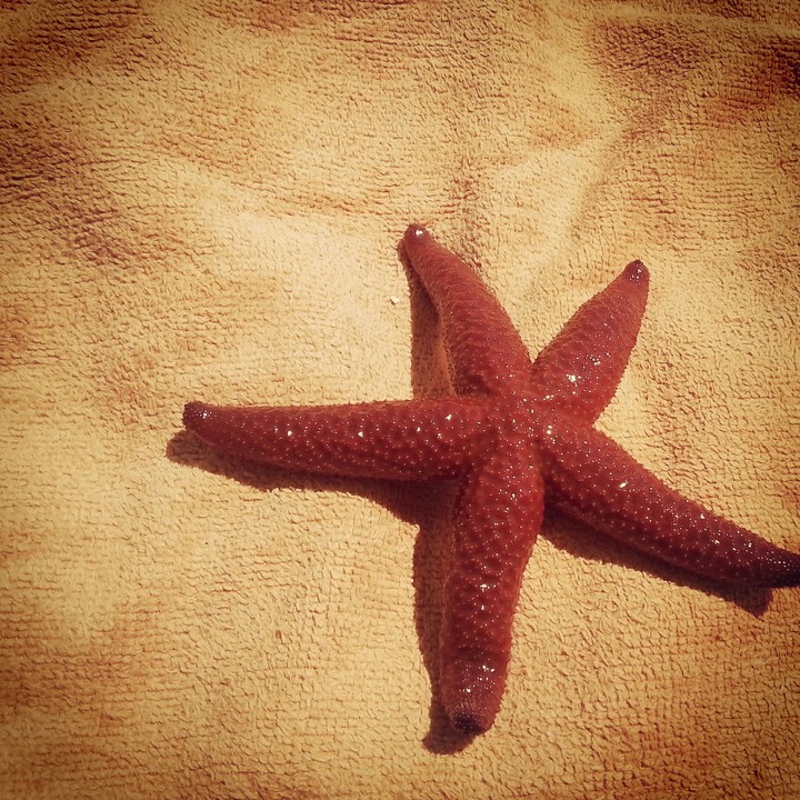a little starfish! (not fake) 