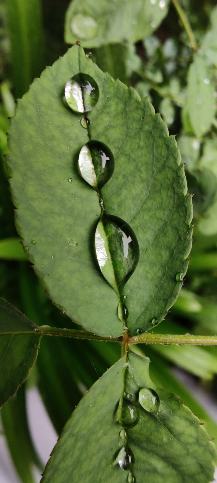nature leaf droplets