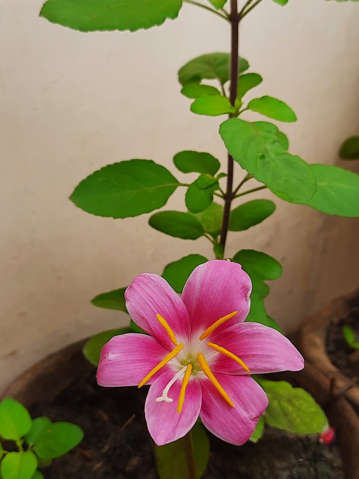flower beauty