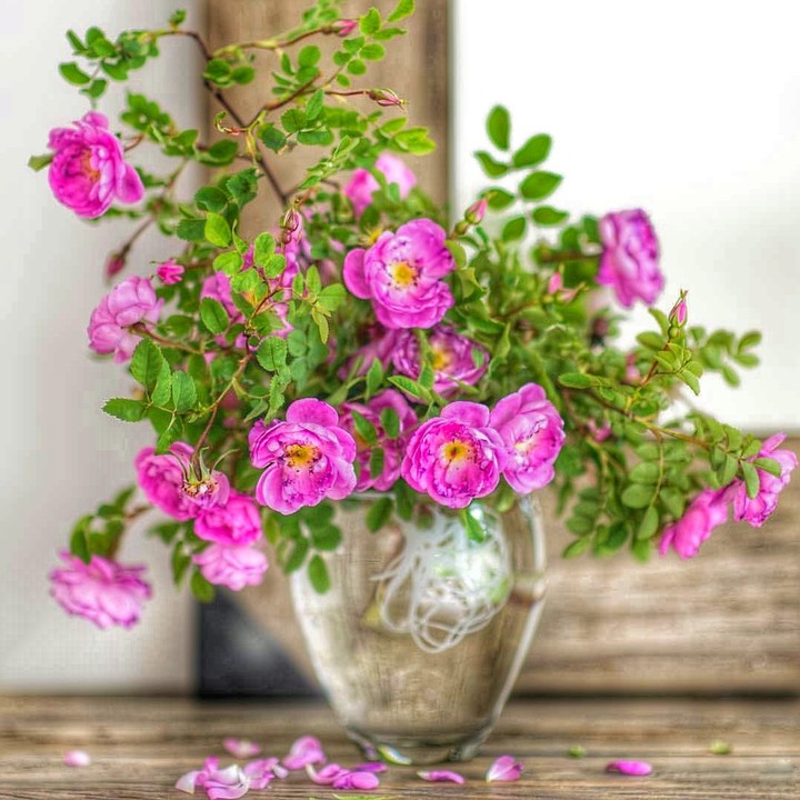 Rosa