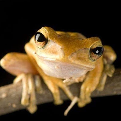 Toad