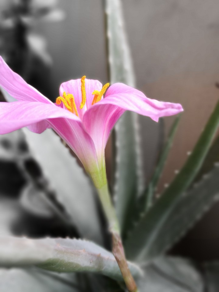 pink