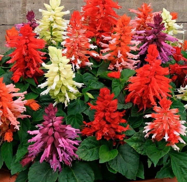 plants