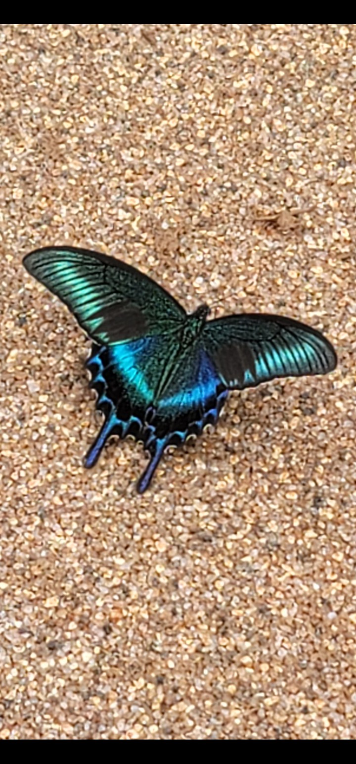 나비, butterfly