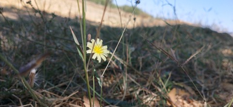 flowers nature