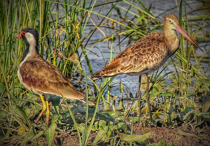 two sides