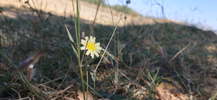 flowers nature