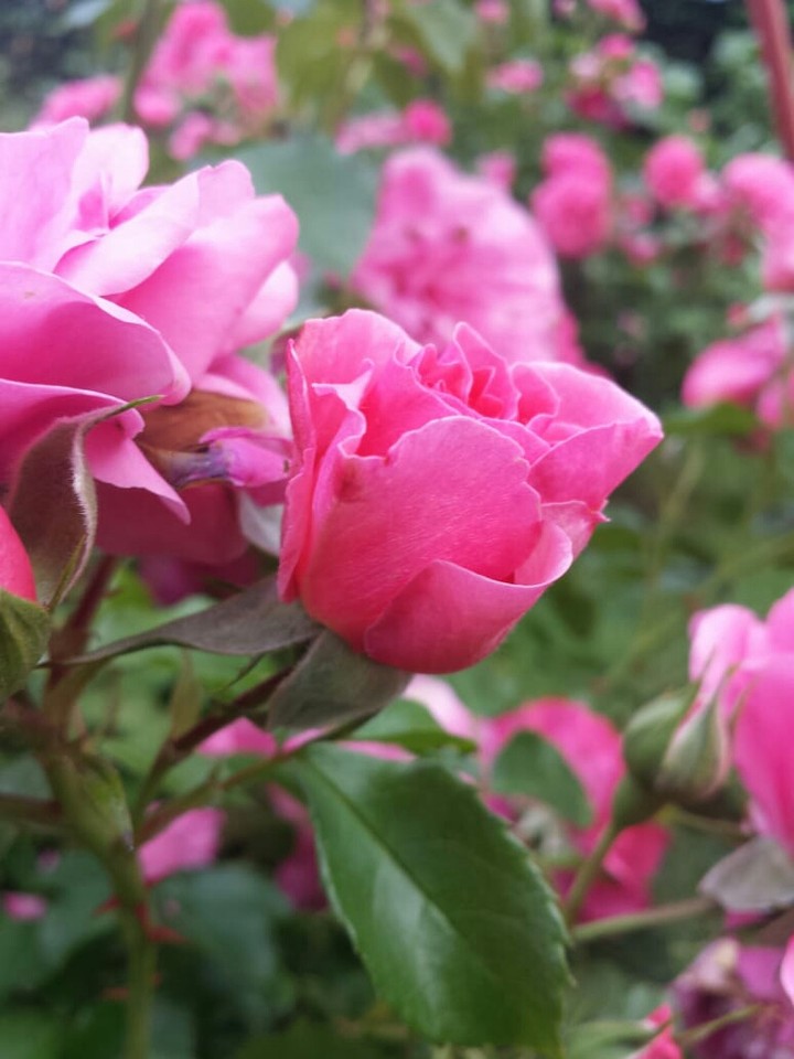 Roses