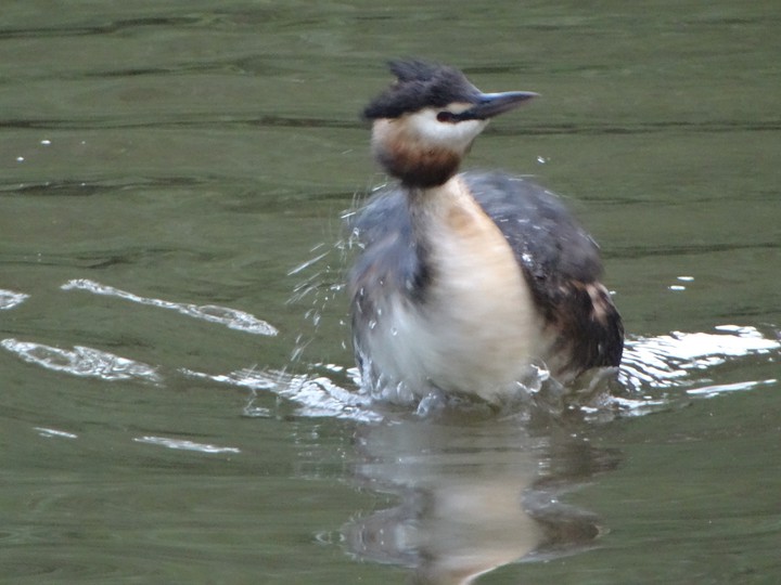Grebe