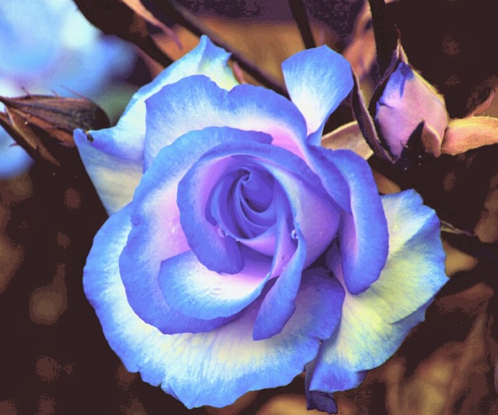 flower ❤❤