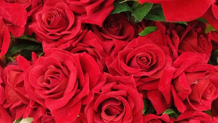 rose