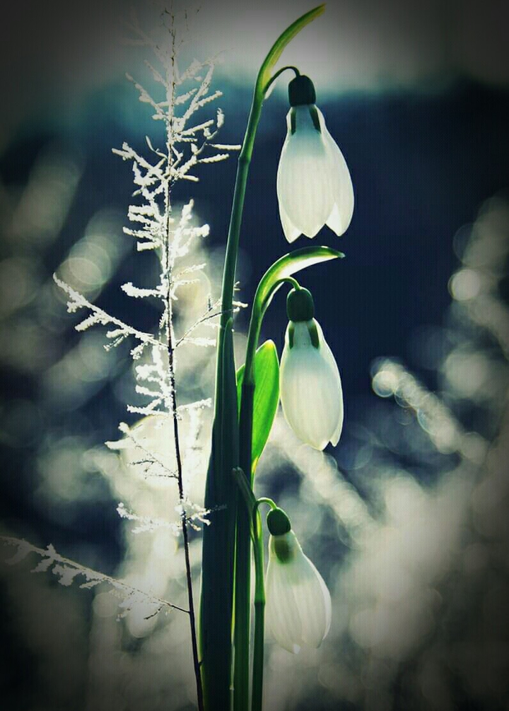 snowdrops