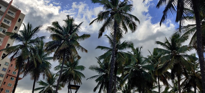Coconuts