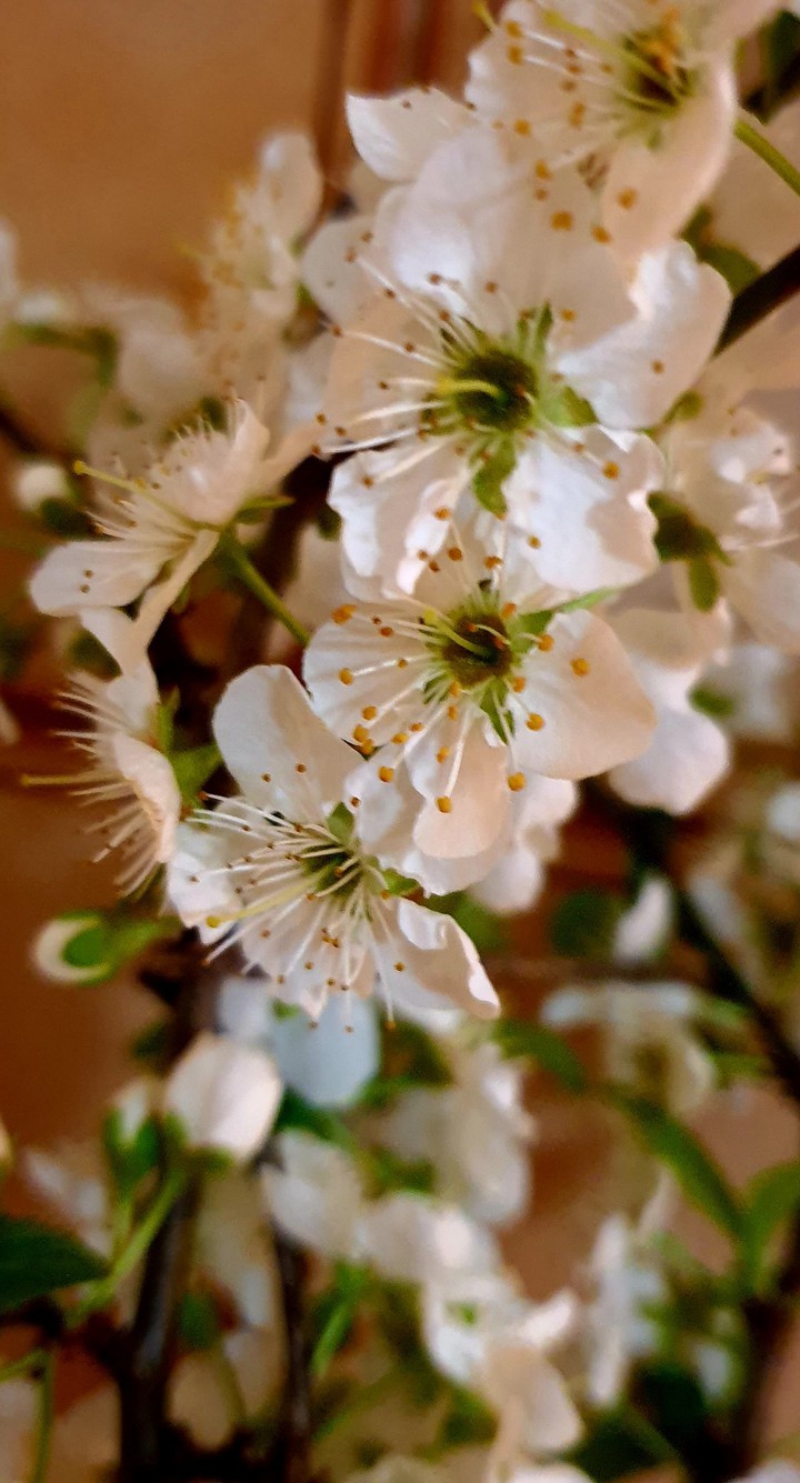 fiori