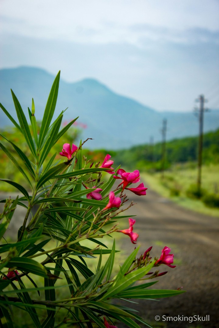 Serene nature